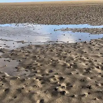 Strandausflug - Hundeschule Dithmarschen