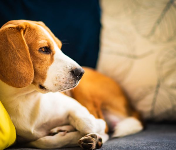 Beagle dog tired lzing down on a cozy couch. Adorable canine background. Closeup