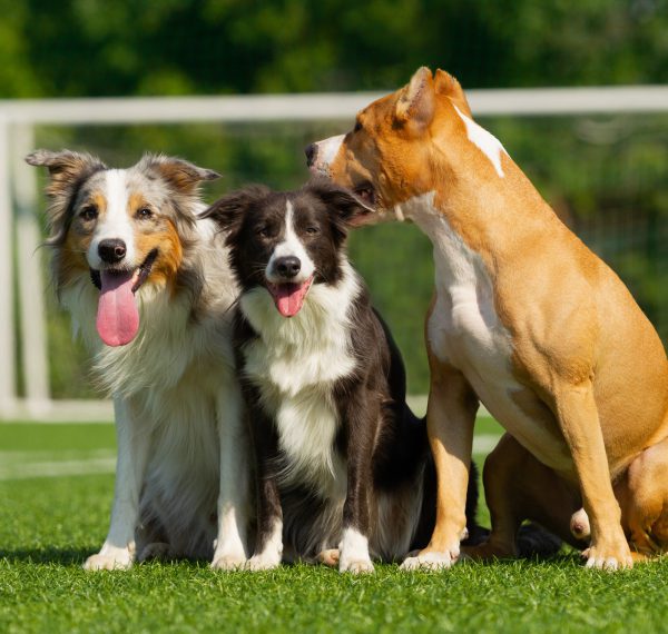 Dogs are sitting on the green grass on the background of a football goal